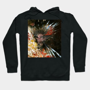 Caribbean Lion Fish Hoodie